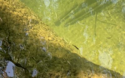 Stranded salmonids: report or rescue?